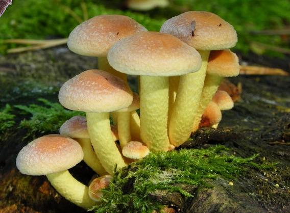 Hypholoma Fasciculare