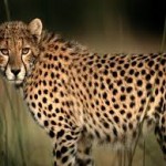 Top 10 Fastest Animals in the World