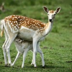 Top 10 Most Endangered Forests in the World