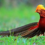 Top 10 Most Beautiful Birds in the World