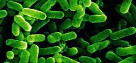 Most Dangerous Bacteria
