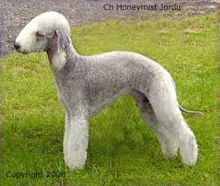 Bedlington Terrier