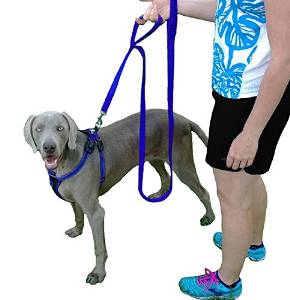 Double Handled Dog Leash Parent