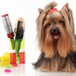 Top 10 Best Dog Groomers in 2016 Reviews